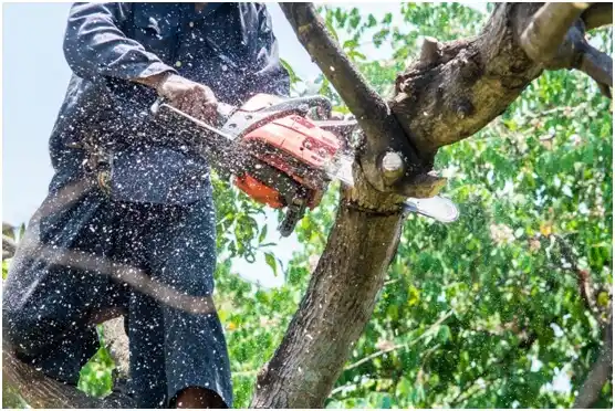 tree services Lake Holm